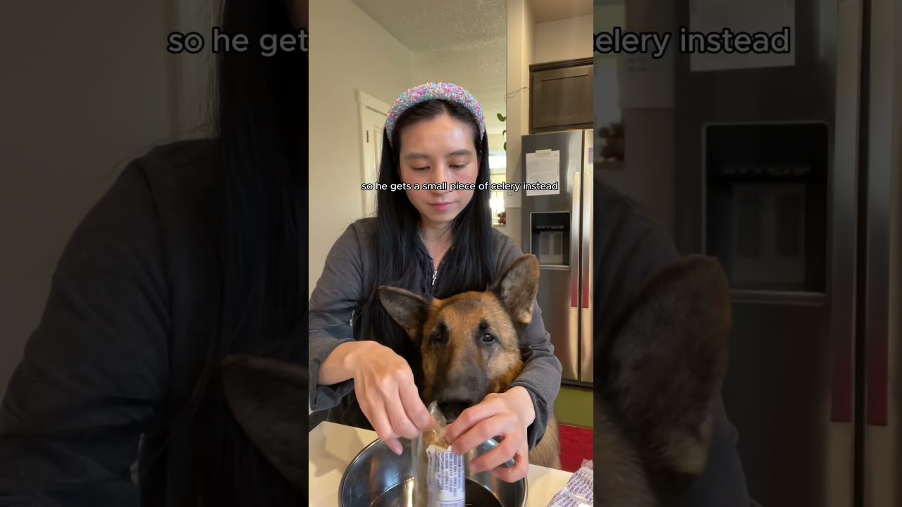 What my German Shepherd eats in a day #dog #shorts