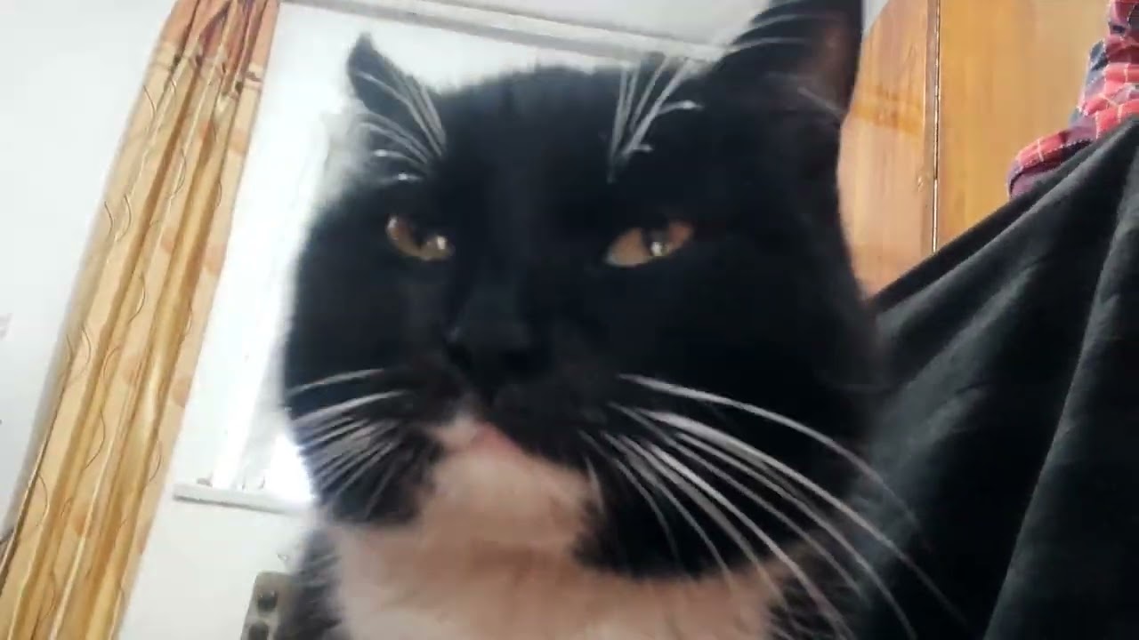 Meet Charlie -The Cutest Cat Ever