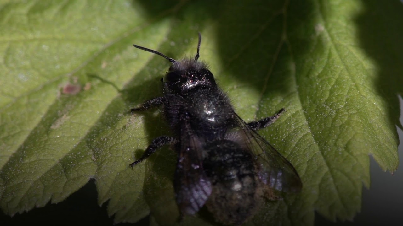 Meet the Gentle, Hardworking Mason Bee