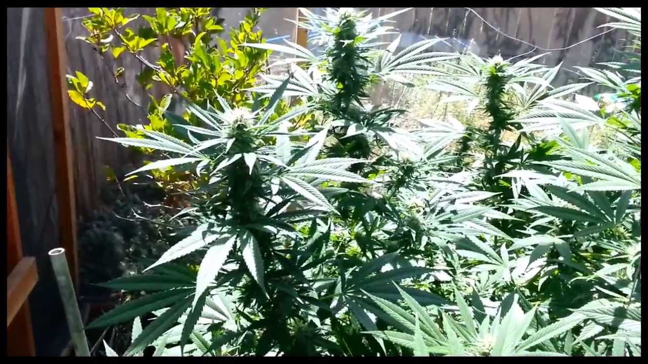 2013 Outdoor Medical Cannabis Project September 1