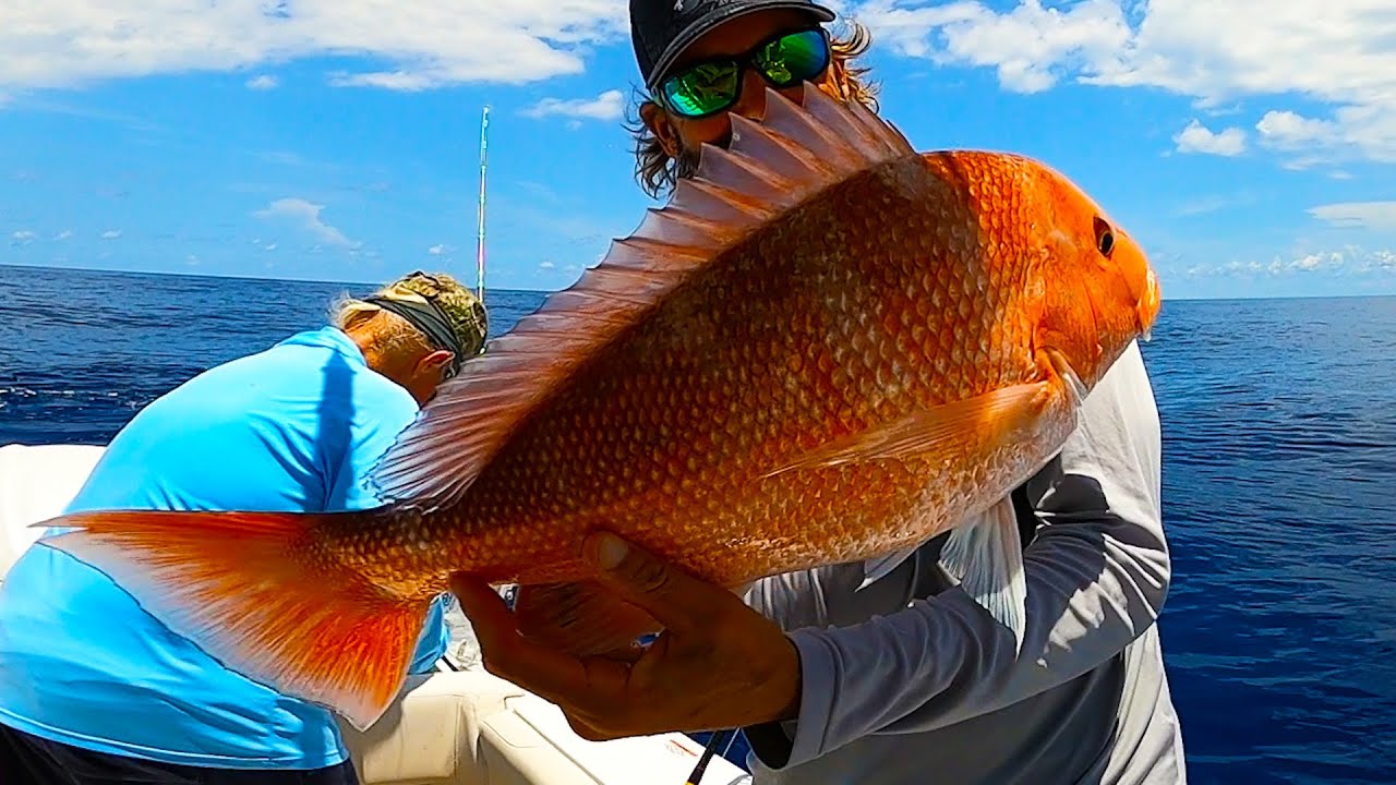 SOMETHING NEEDS TO BE DONE!  SHARKS Are Out Of Control!  Red  Snapper Catch Clean and Cook