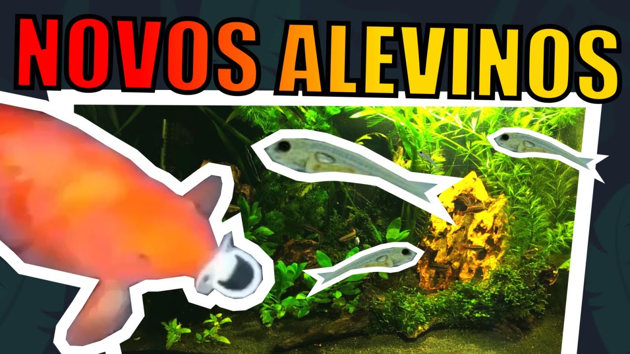 🔴MEU AQUÁRIO DE TANICTIS ESTÁ COM ALEVINOS |Mr. Betta|