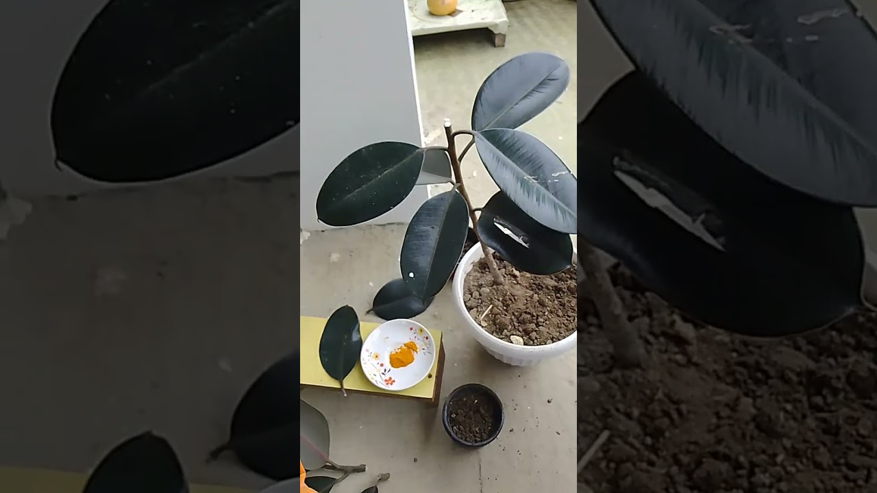 Rubber plant pruning propagation#homegardening #rubberplants #ficusretusa #propagation