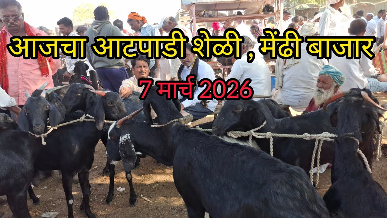 आजचा आटपाडी शेळी, मेंढी बाजार |Goat sheep Market Atpadi |आजचा भाव आणि पूर्ण बाजार पहा.