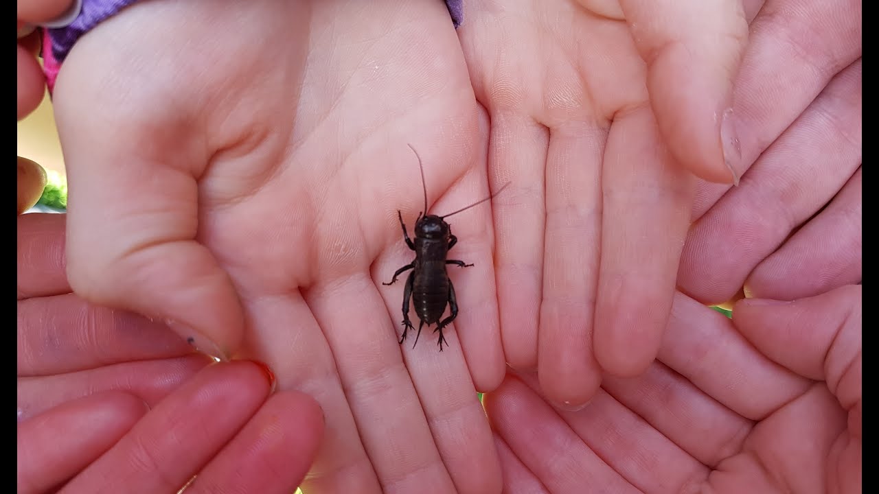12 Fehler beim Anlegen von Insektenwiesen und Blumenwiesen
