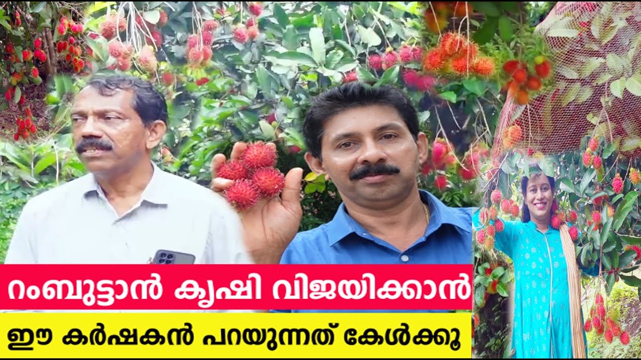 ഇത്രയും കാര്യങ്ങൾ ശ്രദ്ധിച്ചാൽ റംബുട്ടാൻ കൃഷിയിലൂടെ മികച്ച വരുമാനം Rambutan Krishi
