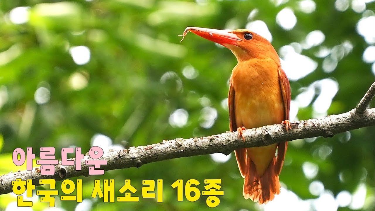 무당새소리,쇠개개비소리,벙어리뻐꾸기소리,호반새소리등 16종의 새소리 모음.ASMR