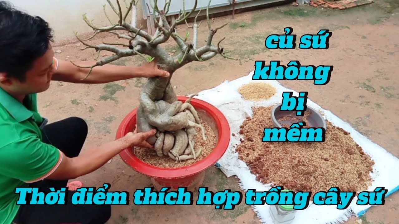 Cách trồng cây sứ sống khỏe củ không bị mềm