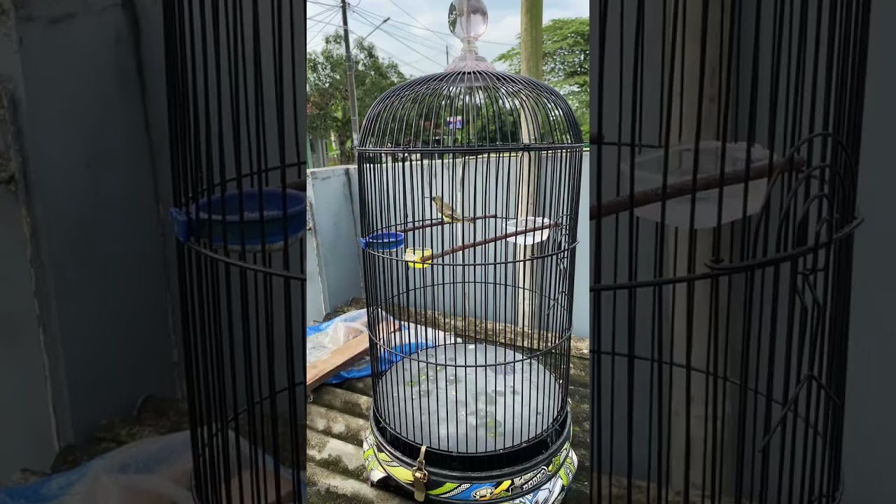 RAWATAN BURUNG CR7 dari bahan sampe juara di ANIVERSRY PSI CILACAP..!!