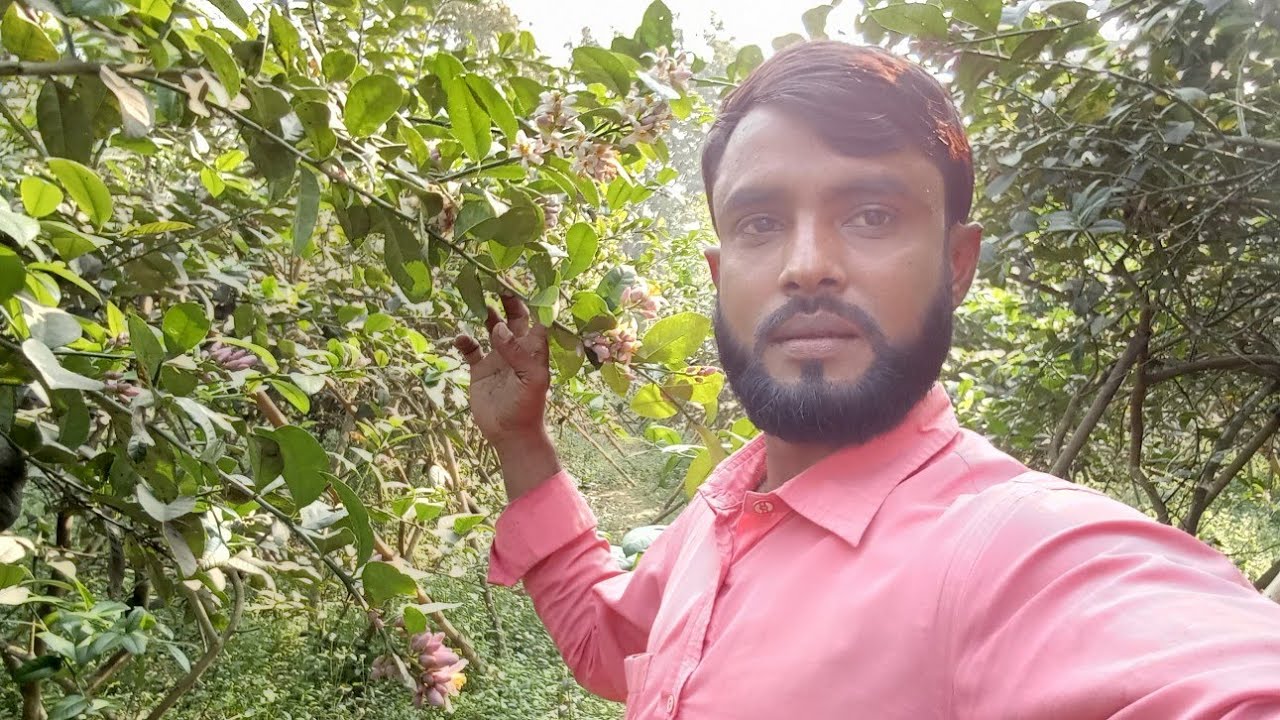 আসসালামু অলাইকুম এটা হল বারমাসি বিচি বিহীন সিডলেস লেবু 