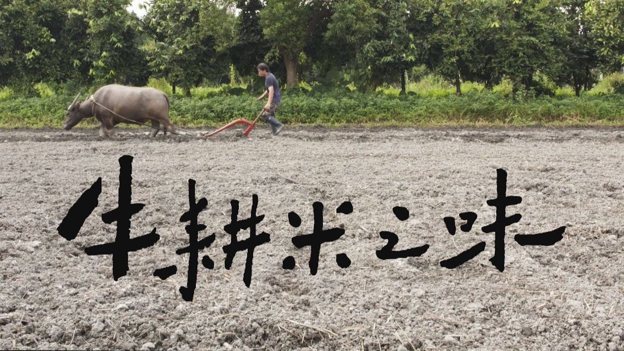 【耕牛文化】牛耕米之味｜和水牛一起下田耕種(我們的島 第1017集 2019-08-19)