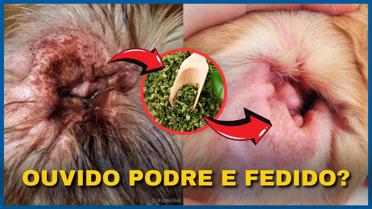 Chá MÁGICO para Passar no OUVIDO! SOLUÇÃO NATURAL FANTÁSTICA!
