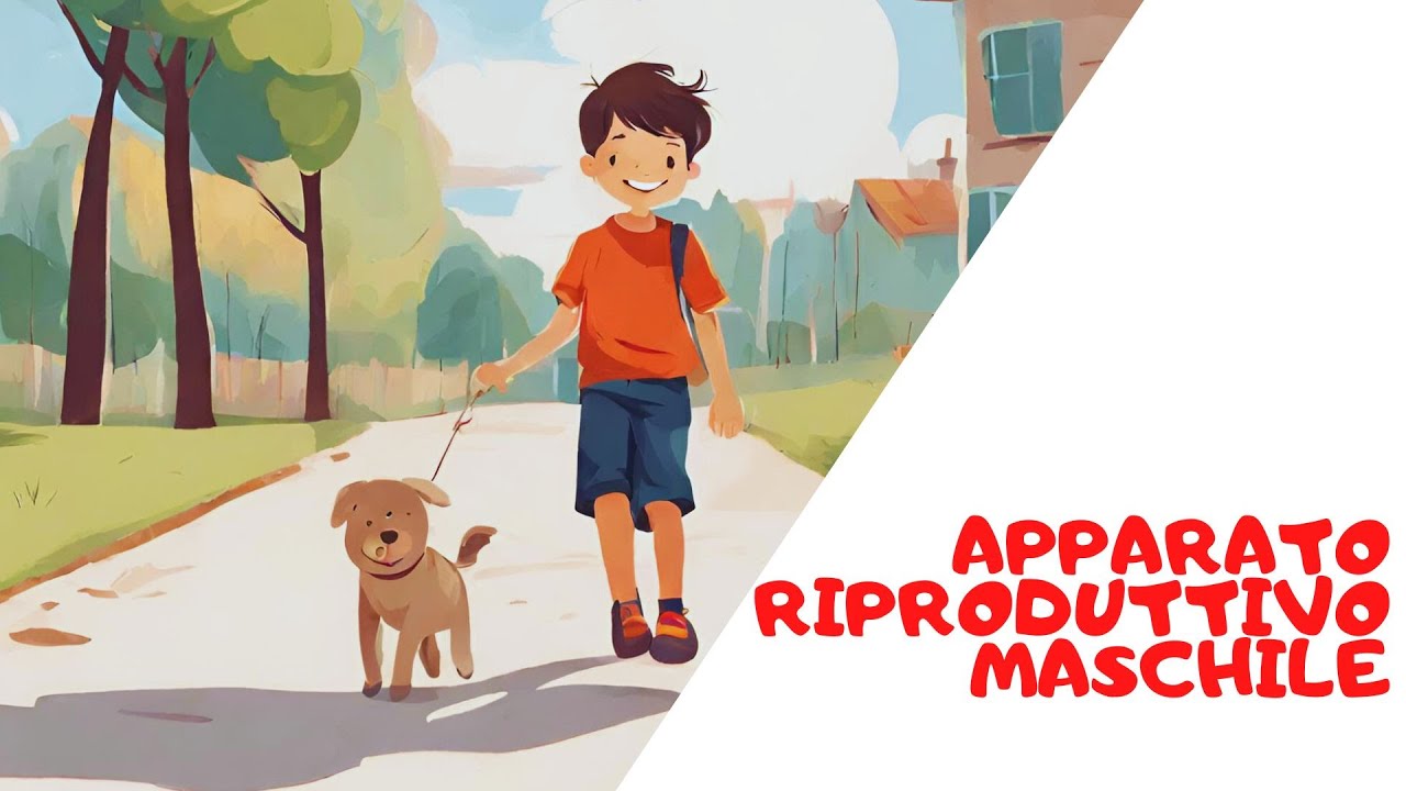 Apparato riproduttivo maschile