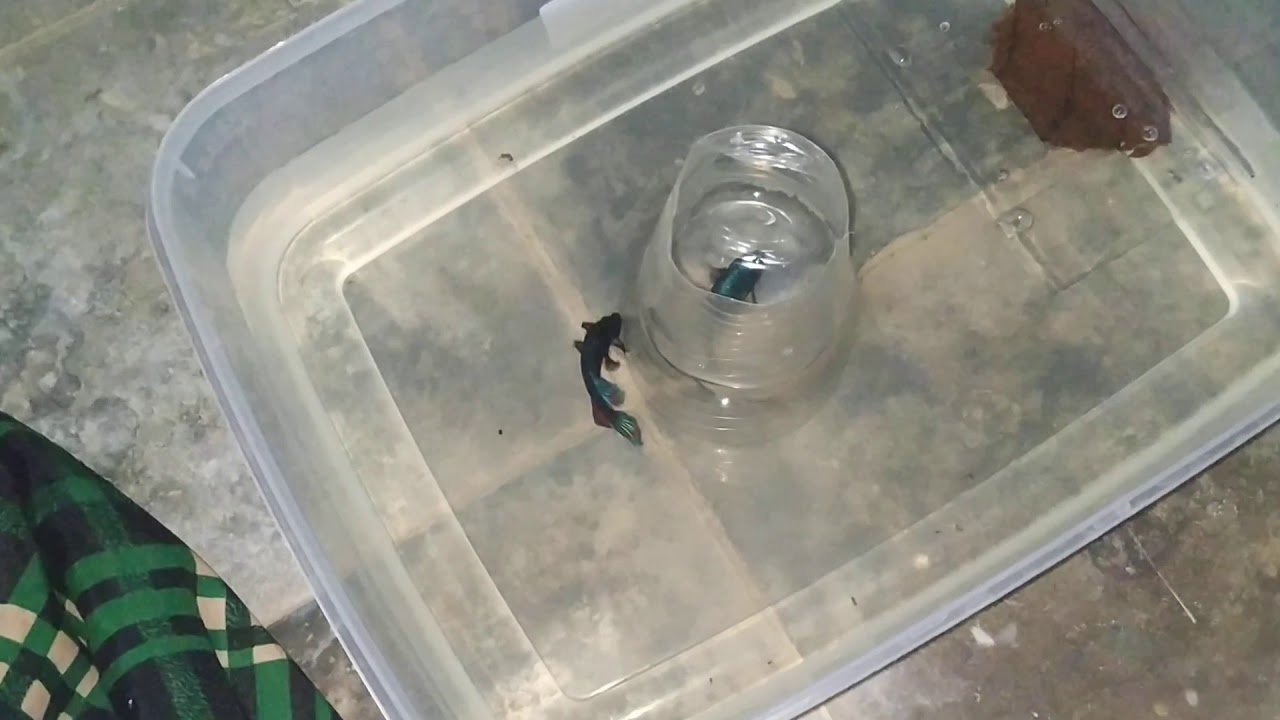 Jantan Ikan Cupang Tidak membuat Gelembung saat saya kawinkan Tidak Jadi