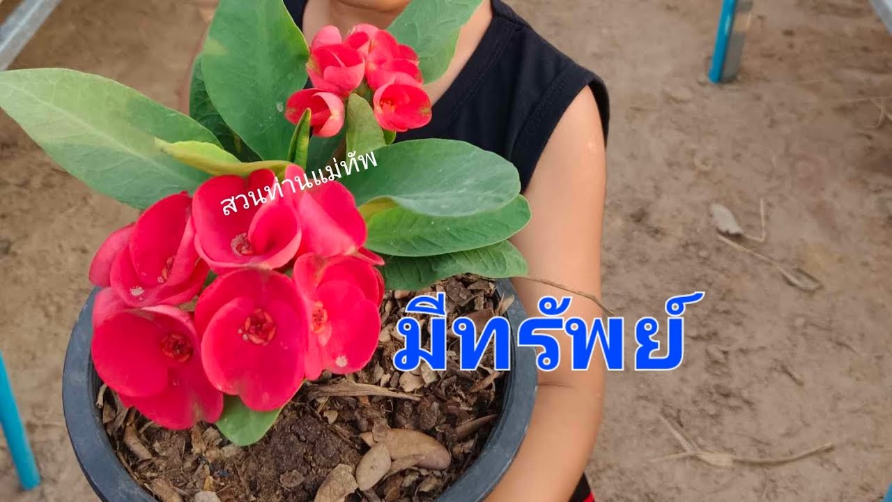 2569 ปีใหม่ไลฟ์แรก😊😊 #สวนท่านแม่ทัพ