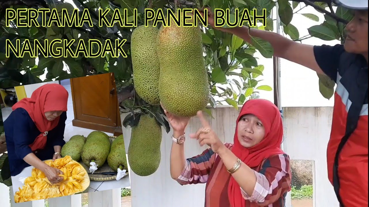 PANEN BUAH NANGKADAK (nangka+cempedak)