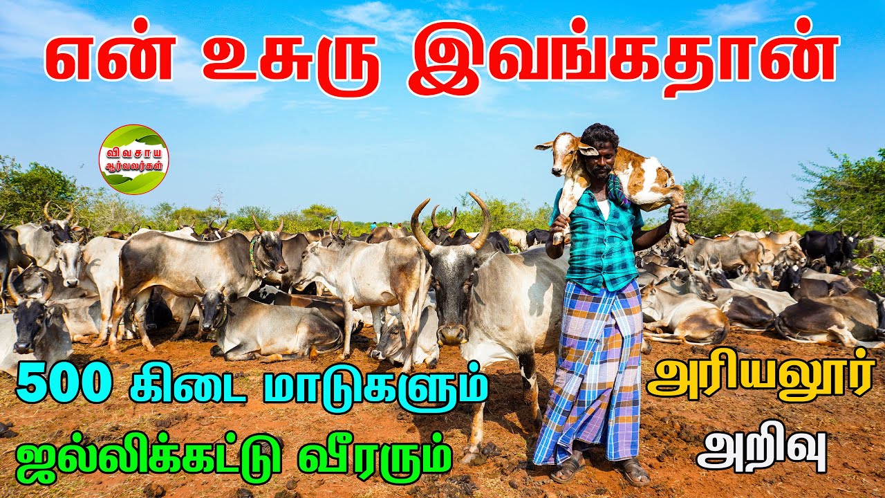 2000 போட்டிகளில் கலந்திருப்பேன்|1500 மாடு அனைச்சிருப்பேன்|அரியலூர் அறிவு #vivasayaarvalargal #cows