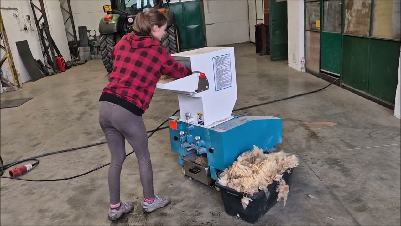 Wool shearing, before pelleting on a special TLP shredder, Shredding and making wool pellets,