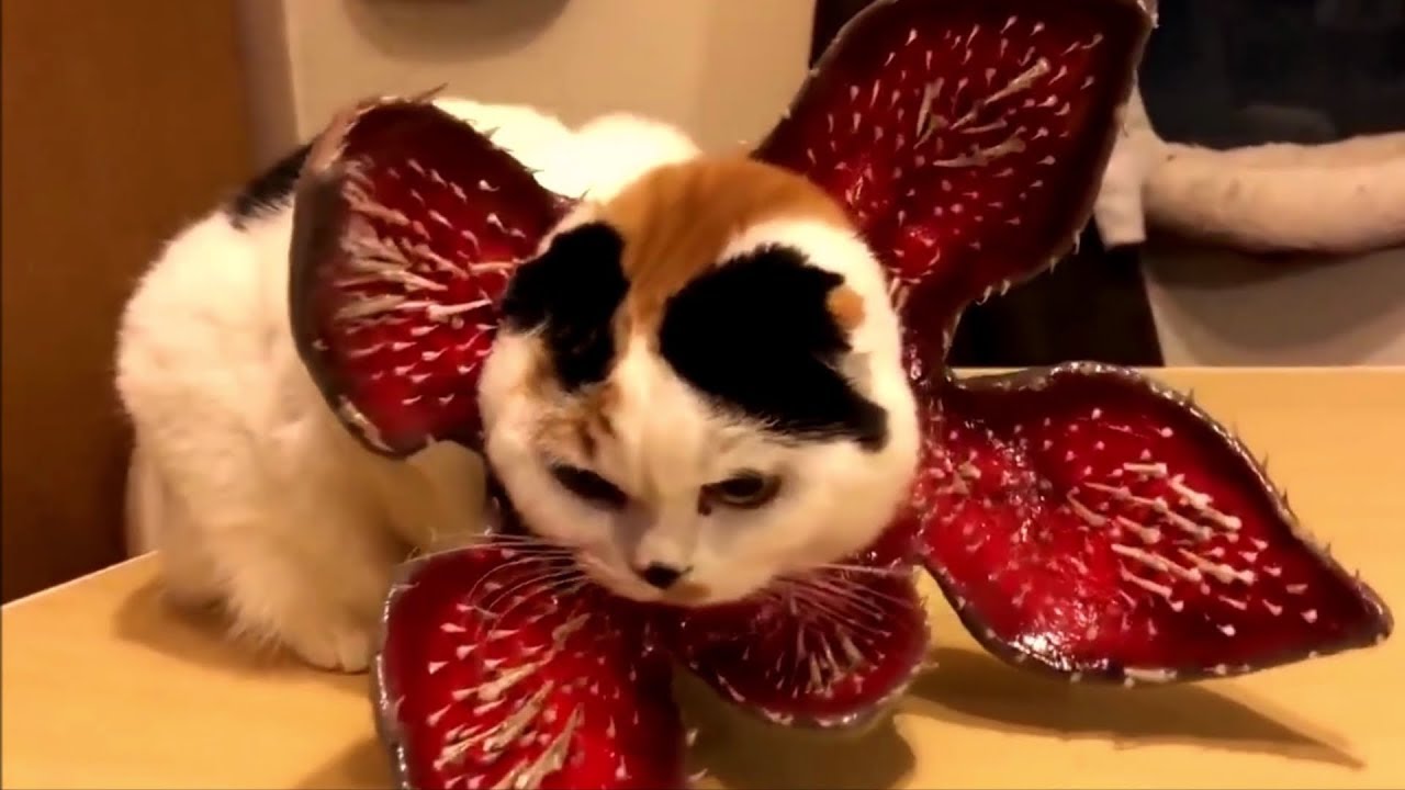 😹 Süße und Lustige Tiere! 2018 😺 Lustige Tiere zum Totlachen! vol.10 》 Funny DuTube