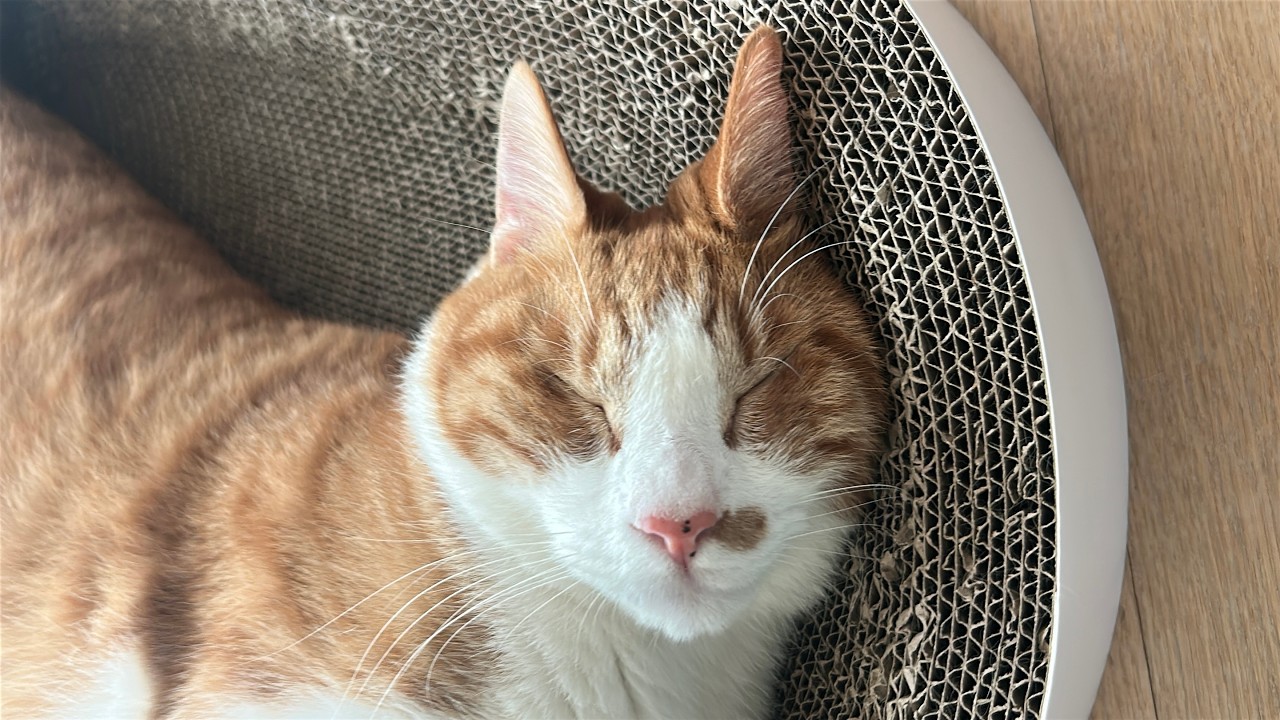 달콤한 꿈을 꿔요