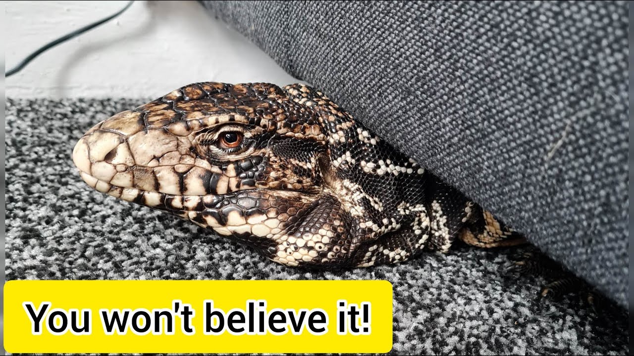you won't believe what happens to this lizard!!