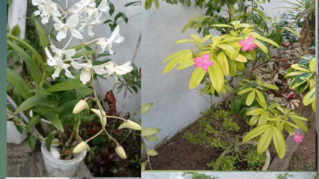 මගේ ගෙදරට ආපූ ඔයාටයි මේ... ලස්සන ද බලන්න.