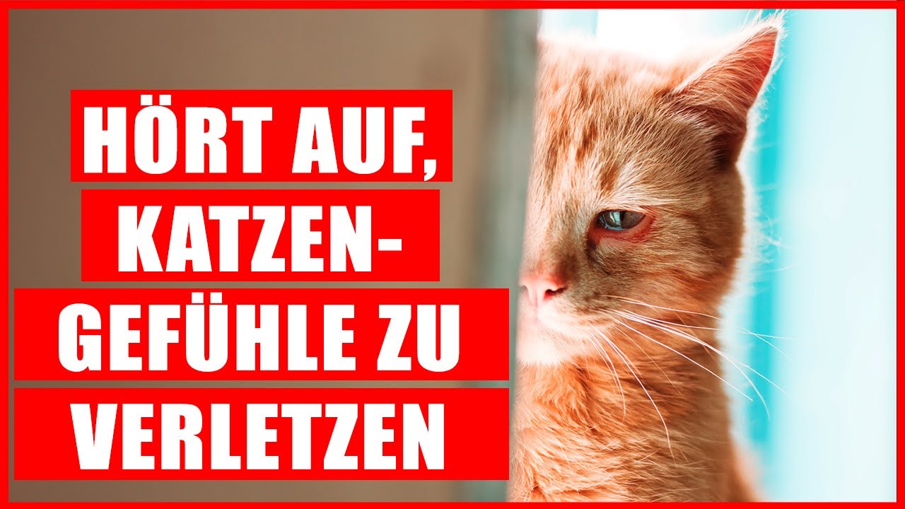 16 Dinge, die deine Katze EMOTIONAL verletzen