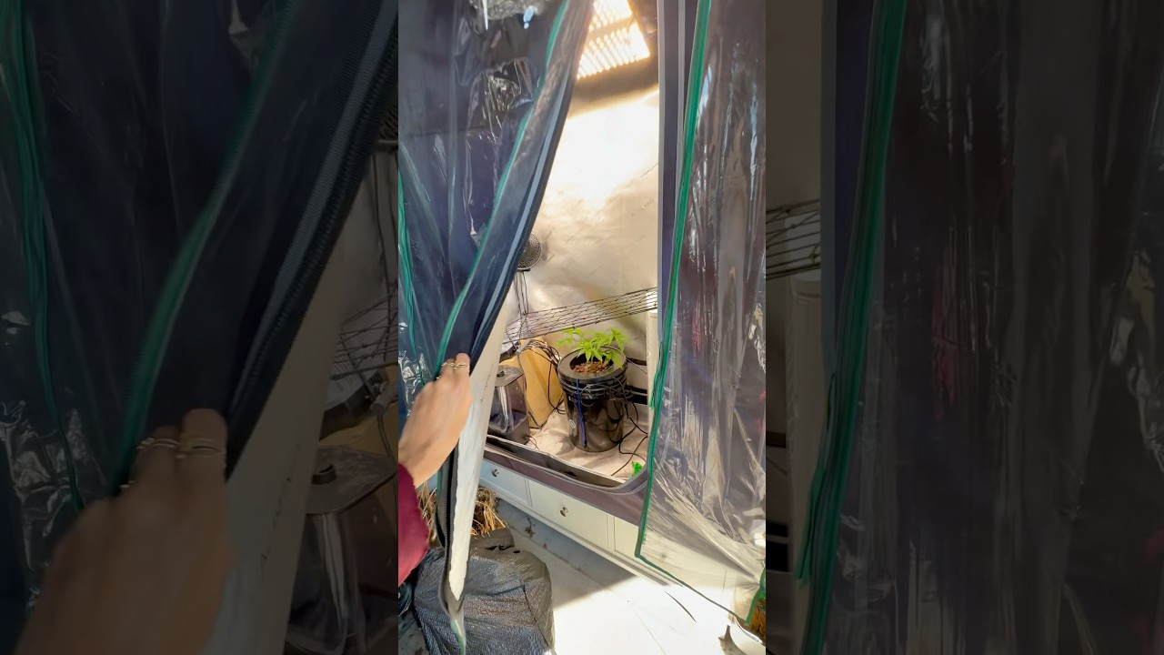 The ULTIMATE Hydroponic Weed Grow Tent! #Weed #Marijuana