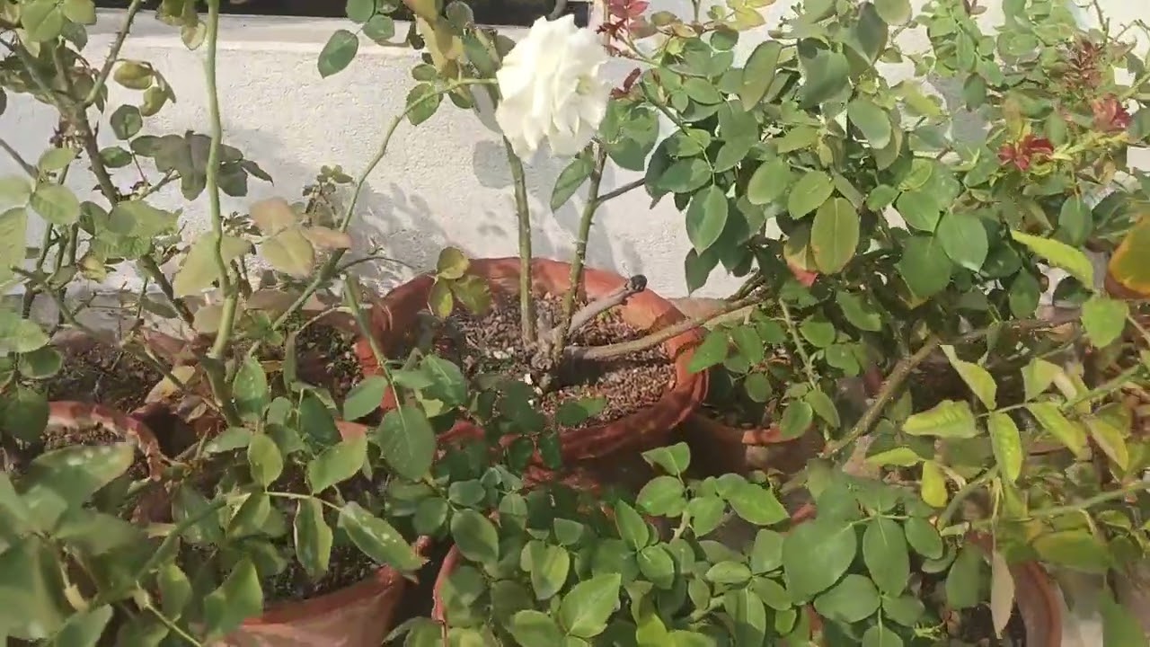 Different  types of roses in our garden