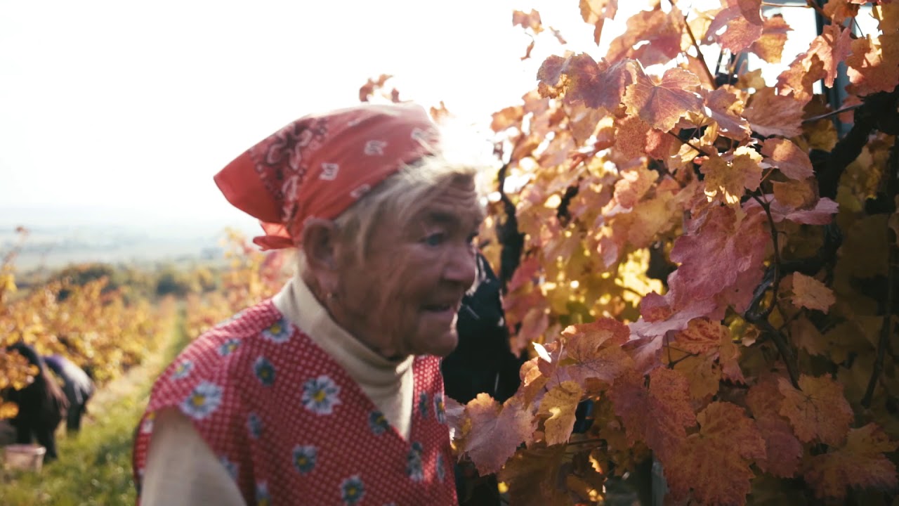 Slovak National Collection of Wine