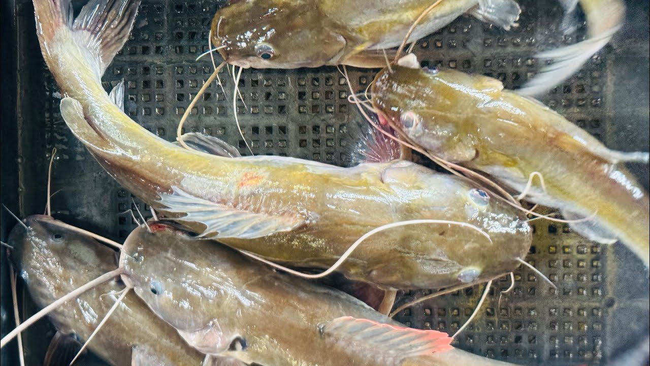 IBEM Battle: Baung vs Kaloi – Siapa Raja Sungai? 🔥🎣