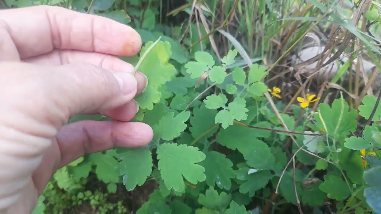 🌿🍀 BETADINE PLANTA ou Erva das ANDORINHAS. 