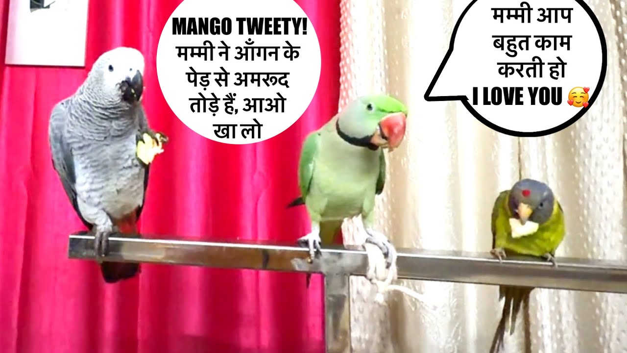 मम्मी क्या काम कर रही हो मुझे 🦜दिखाओ 🤔बोलने वाला tota 🦜Talking Parrot 🦜 