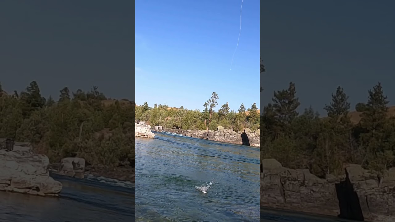 Smallie Rises from the Depths |#fishing #flyfishing #shorts