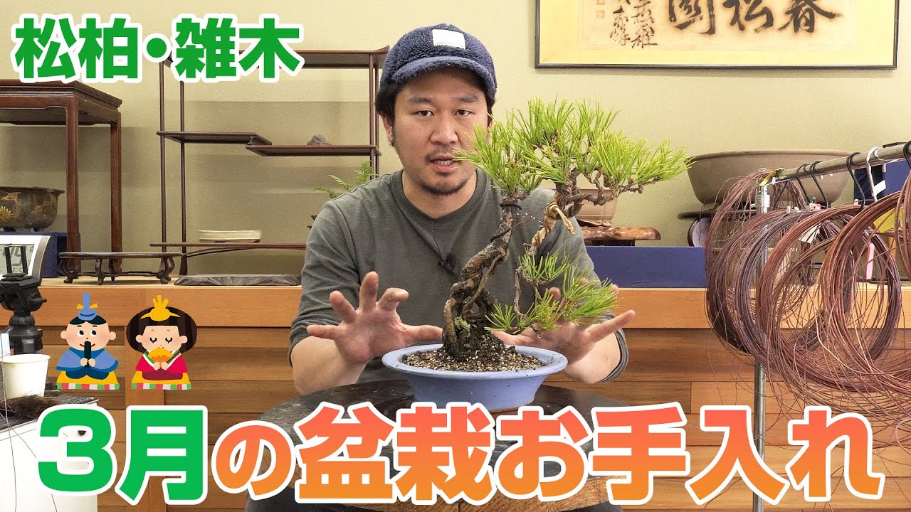 【3月版】松柏・雑木のお手入れ
