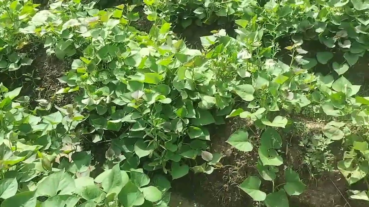 Cara membuat ubi jalar menjadi besar tanpa obat pestisida#petani #petaniindonesia #petani kaltim