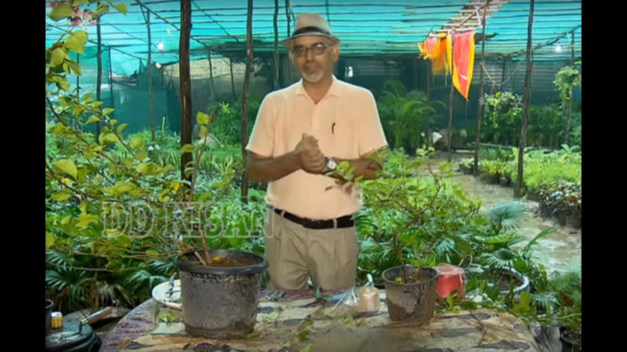 Chatt Par Baghwani - Simple DIY grafting techniques with Expert Mahesh Mishra