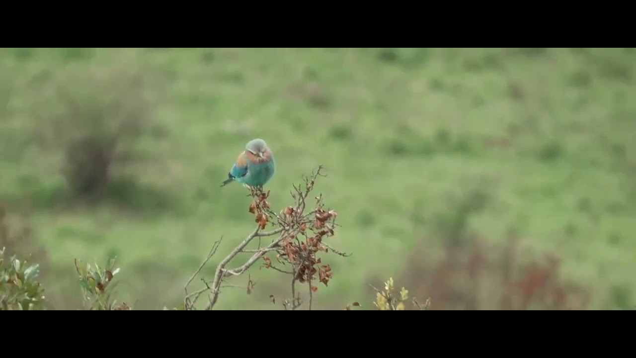 Lorti / Lilac Breasted Roller