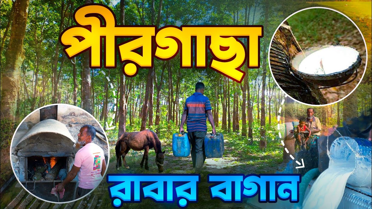 পীরগাছা রাবার বাগান  || রাবার কারখানা  || মধুপুর  || টাংগাইল