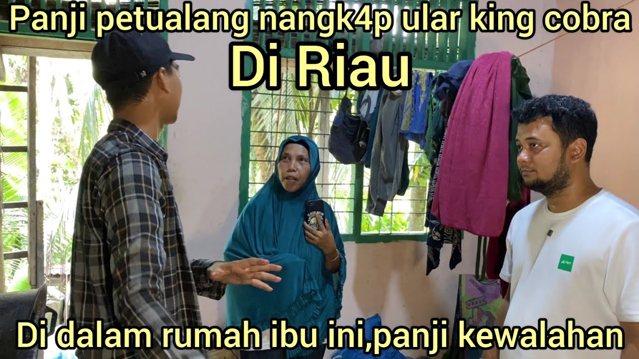 MOMEN LANGKA PANJI PETUALANG MENANGK4P ULAR KING COBRA YANG MASUK KE RUMAH WARGA DI RIAU