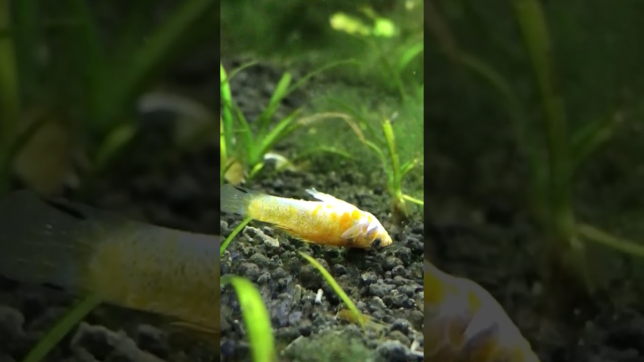 How to save fish from dying 😔