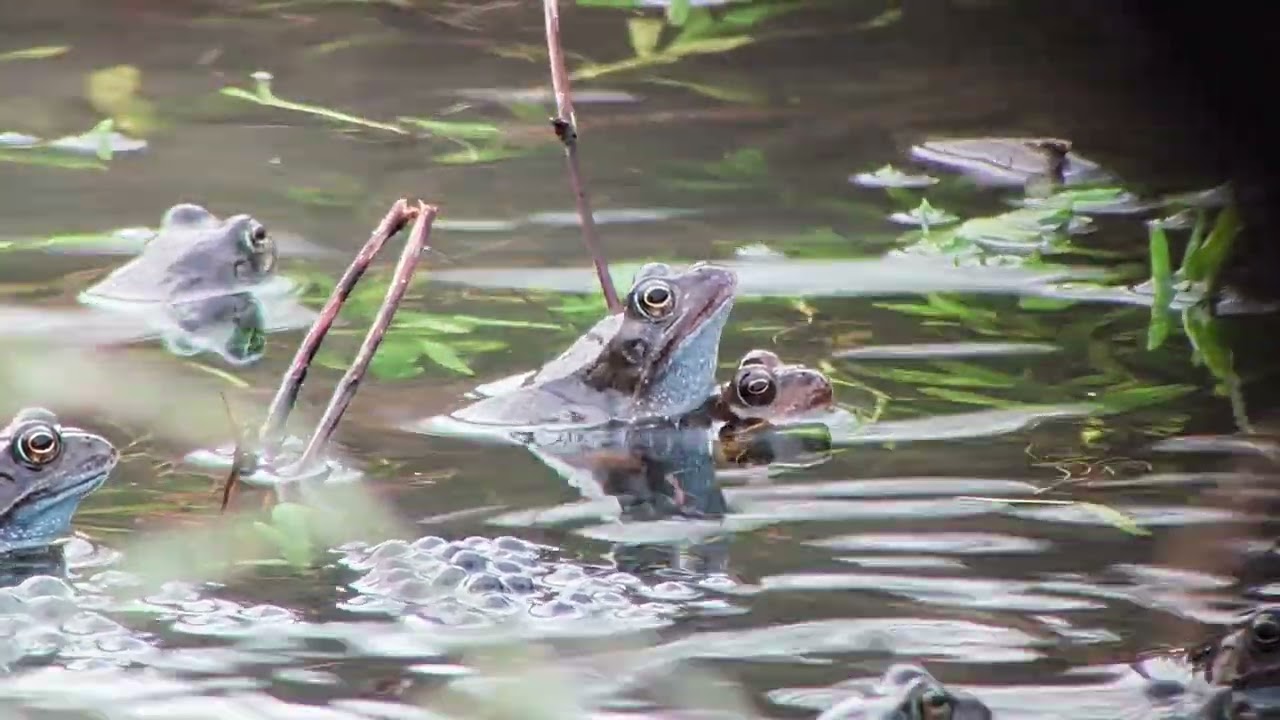Common Frogs, Troutsdale, North Yorkshire, UK, 28.02.26.