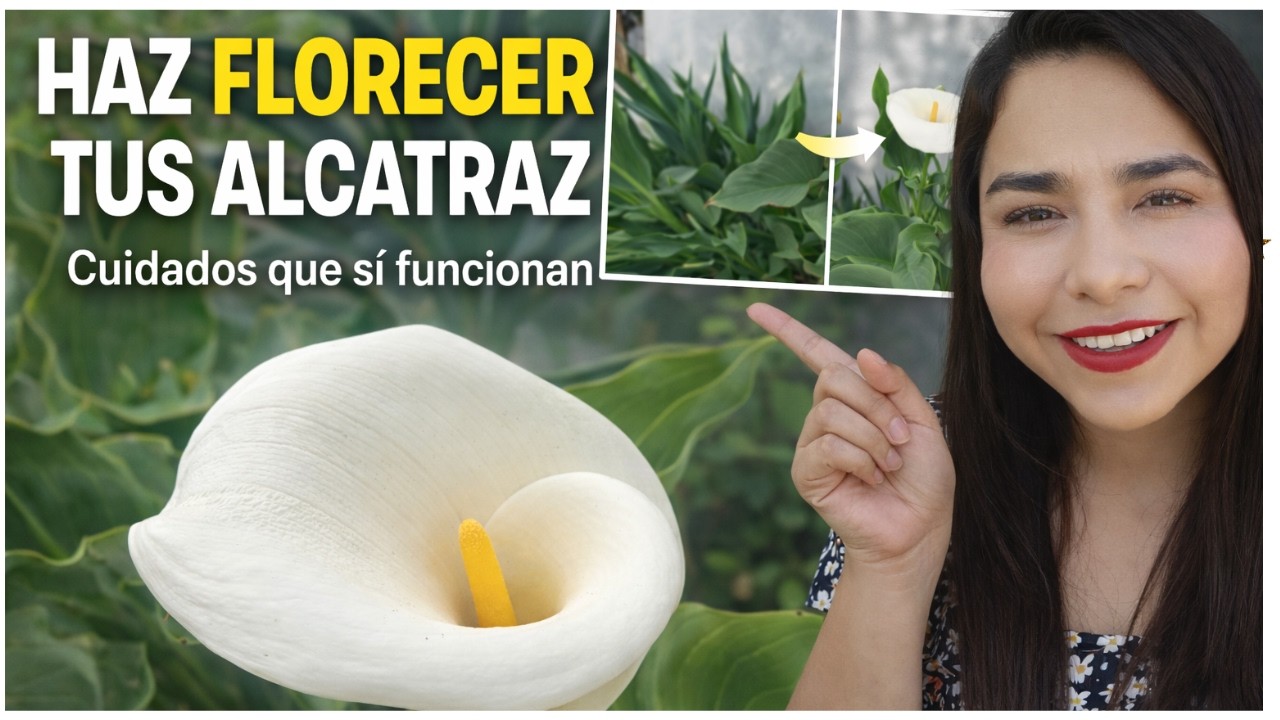 SOL O SOMBRA // 3 SECRETOS  para que tus ALCATRAZ exploten de FLORES