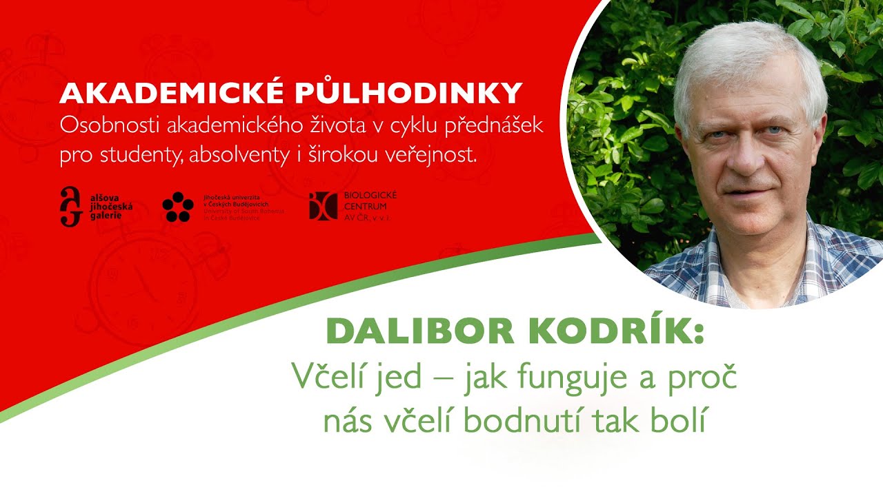 Dalibor Kodrík: Včelí jed – jak funguje a proč tak bolí | Akademické půlhodinky 2025