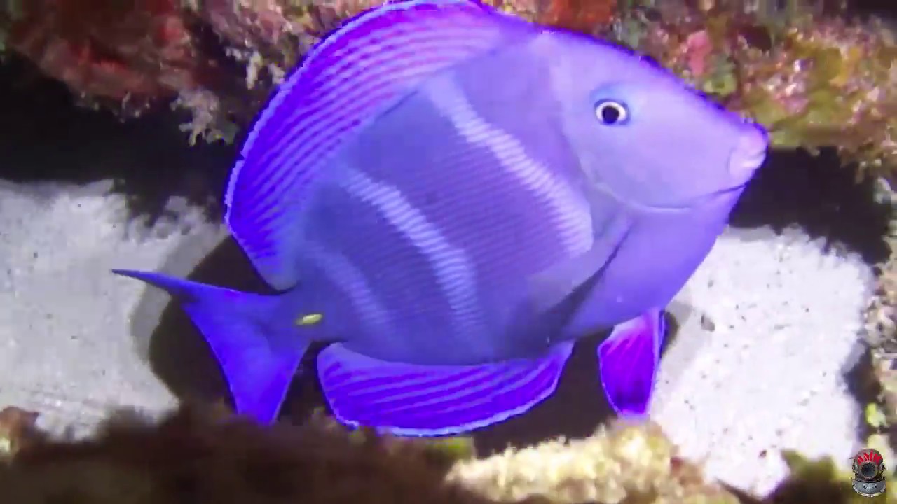 Colombia, San Andres, buceo nocturno