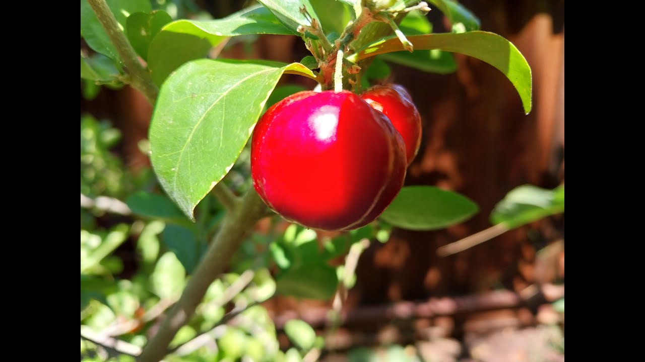 Too HOT to plant? Here are 10 HEAT Loving FRUIT trees to plant during SUMMER!