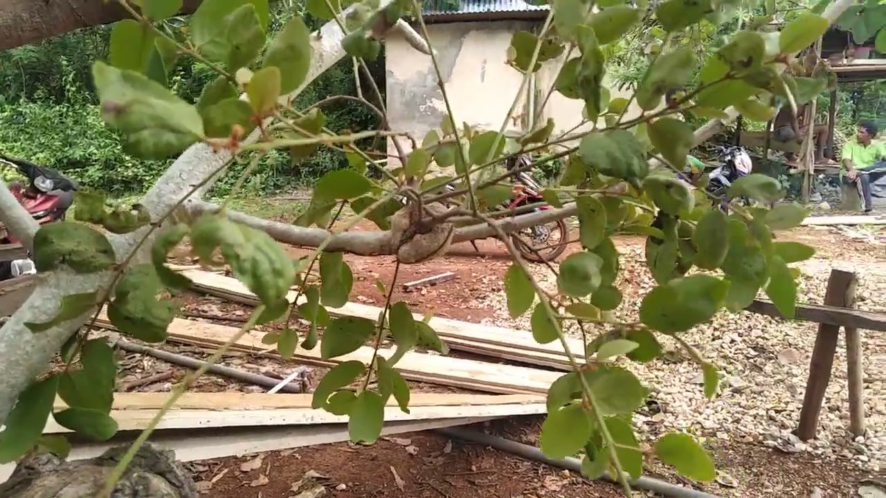 BENALU TUMBUH DI POHON KELOR, APA MANFAAT DAN KEGUNAANNYA