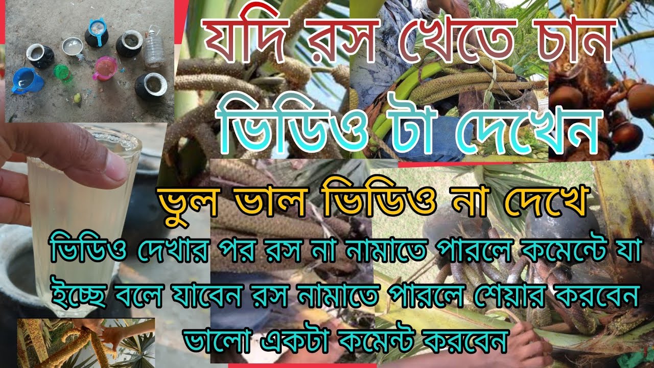 তাল গাছ ঝোরার ভিডিও।কিভাবে তাল গাচ থেকে রস নামাতে হয়। জট ওয়ালা তাল গাছ ঝোরা দেখুন। জট ওয়ালা তাল