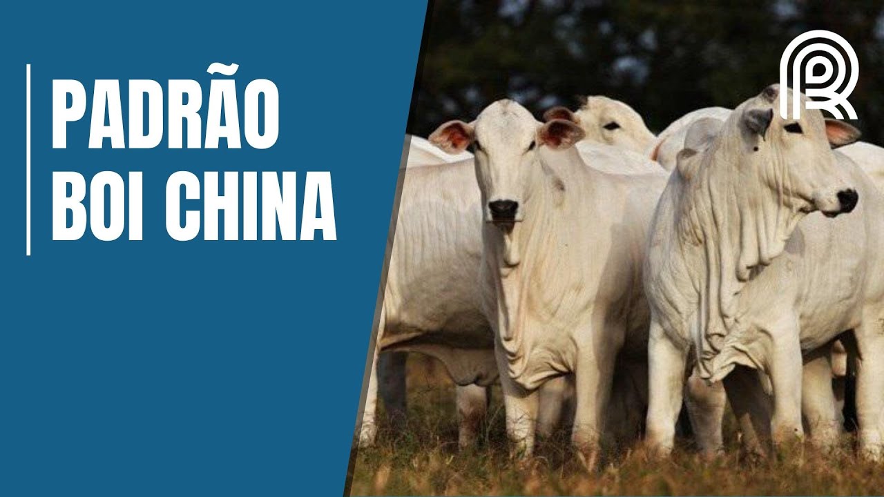 Boi China: tudo o que voc&ecirc; precisa saber sobre o padr&atilde;o