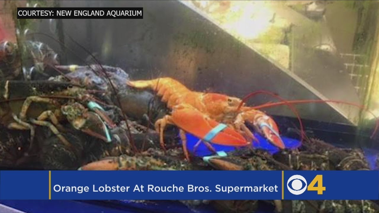 &lsquo;1 In 30 Million&rsquo; Orange Lobster Discovered At Supermarket
